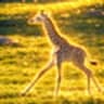 The Baby Giraffe (Stanley)