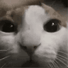 SuperIntelligent Cat (SCAT)