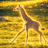 The Baby Giraffe (Stanley)
