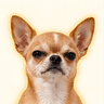 Big Boss Chico (CHICO)