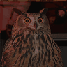 Flaco The Owl (Flaco)