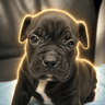 Elon's Dog (Percy)