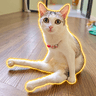 The Paralyzed Cat (Unun)