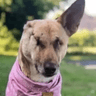 The Resilient Pup (MAGGIE)